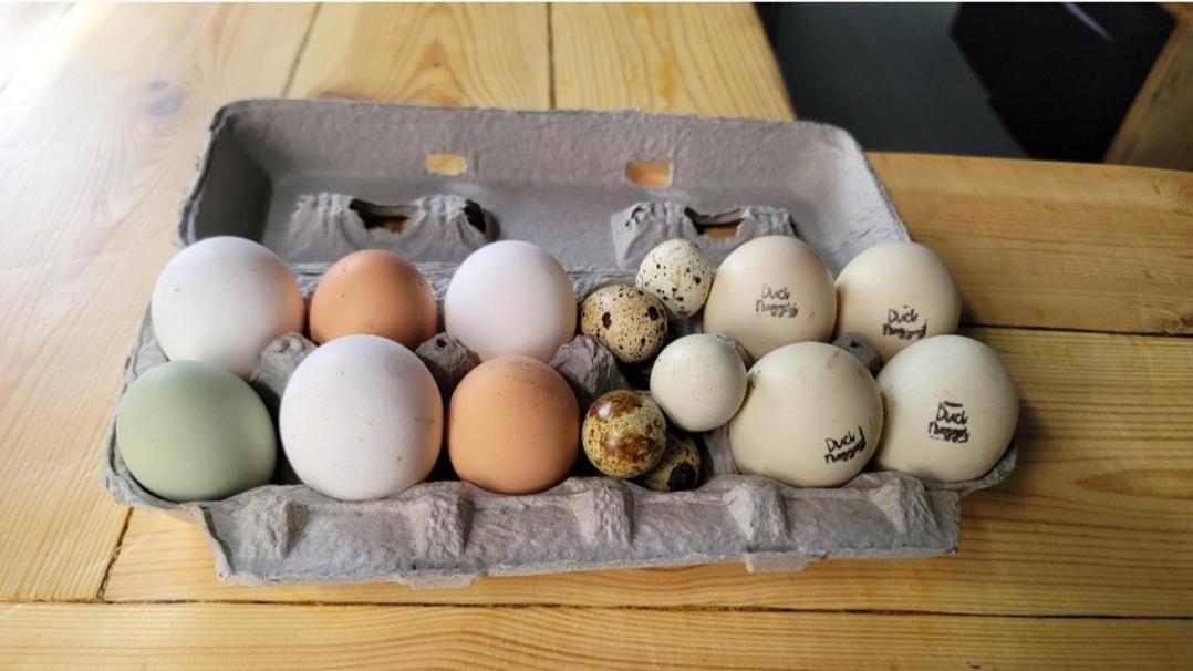 Shroom Life Farm Chicken Shack ノース・フォート・マイヤーズ エクステリア 写真